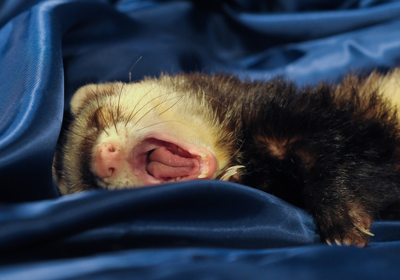 Ferret yawning